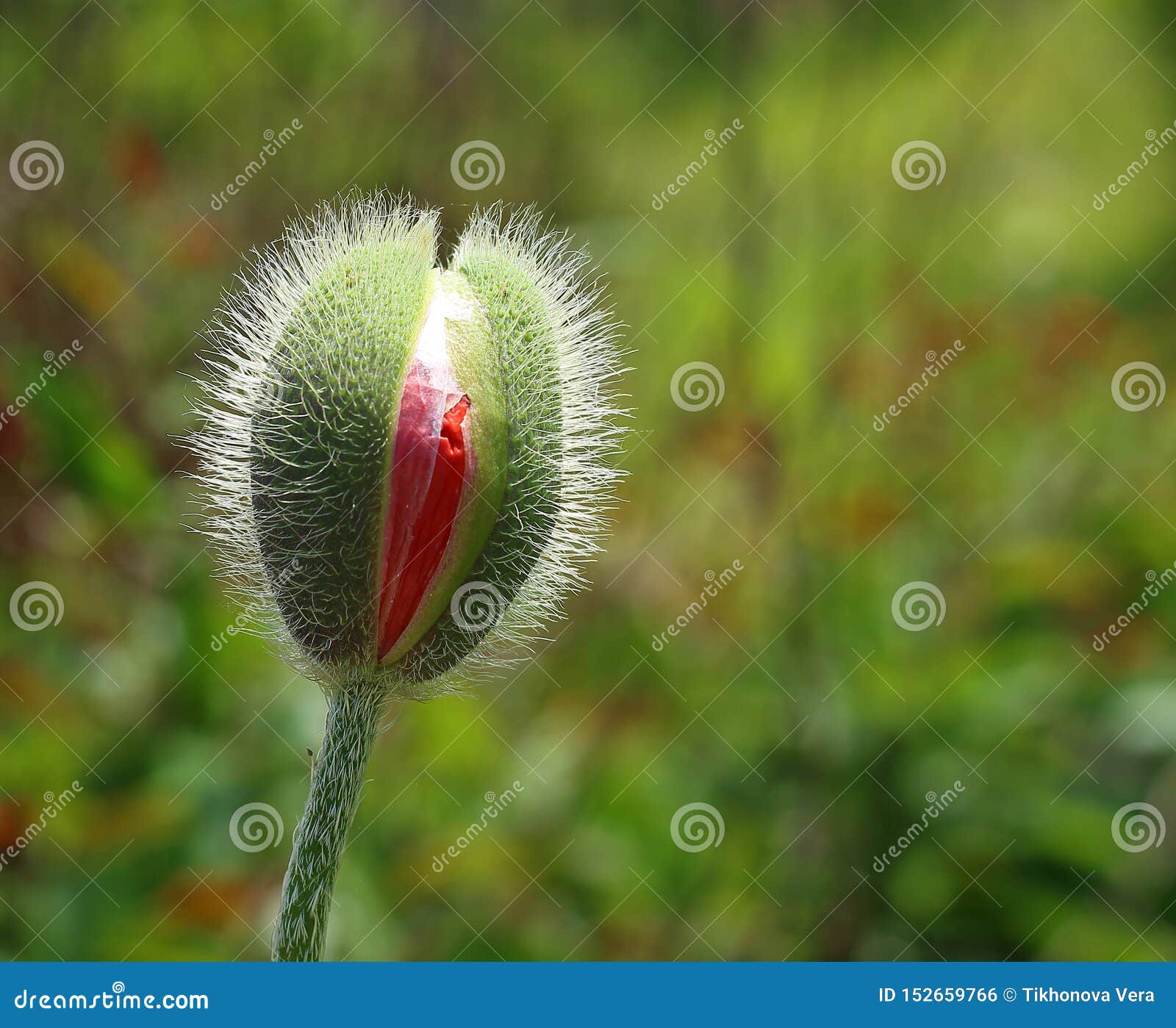 Brotes De Flor Jovenes De La Amapola En El Jardín Foto de archivo - Imagen  de cubo, fondo: 152659766