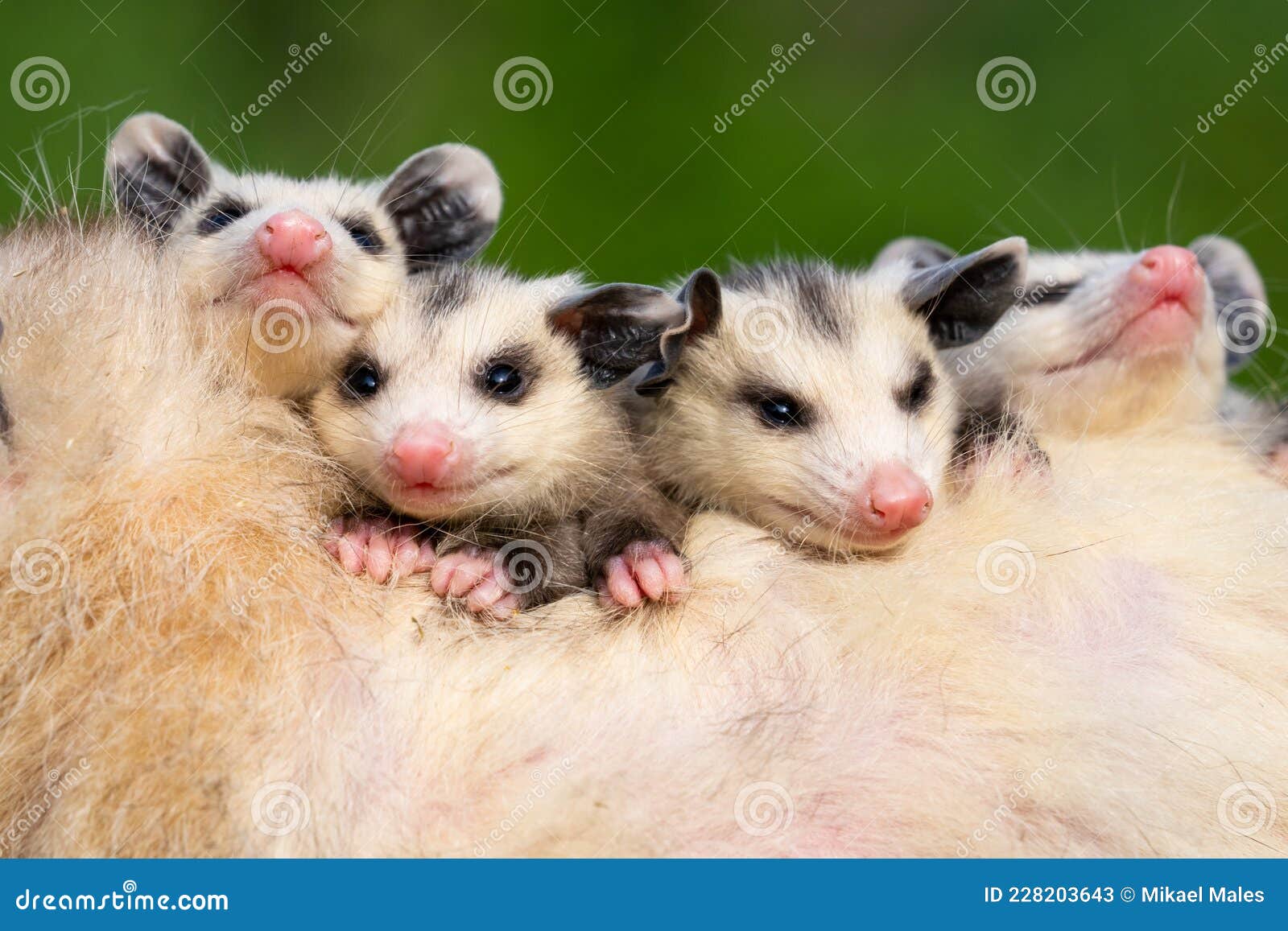 Brothers and Sisters in One Happy Possum Family Stock Image - Image of  adorable, magazine: 228203643
