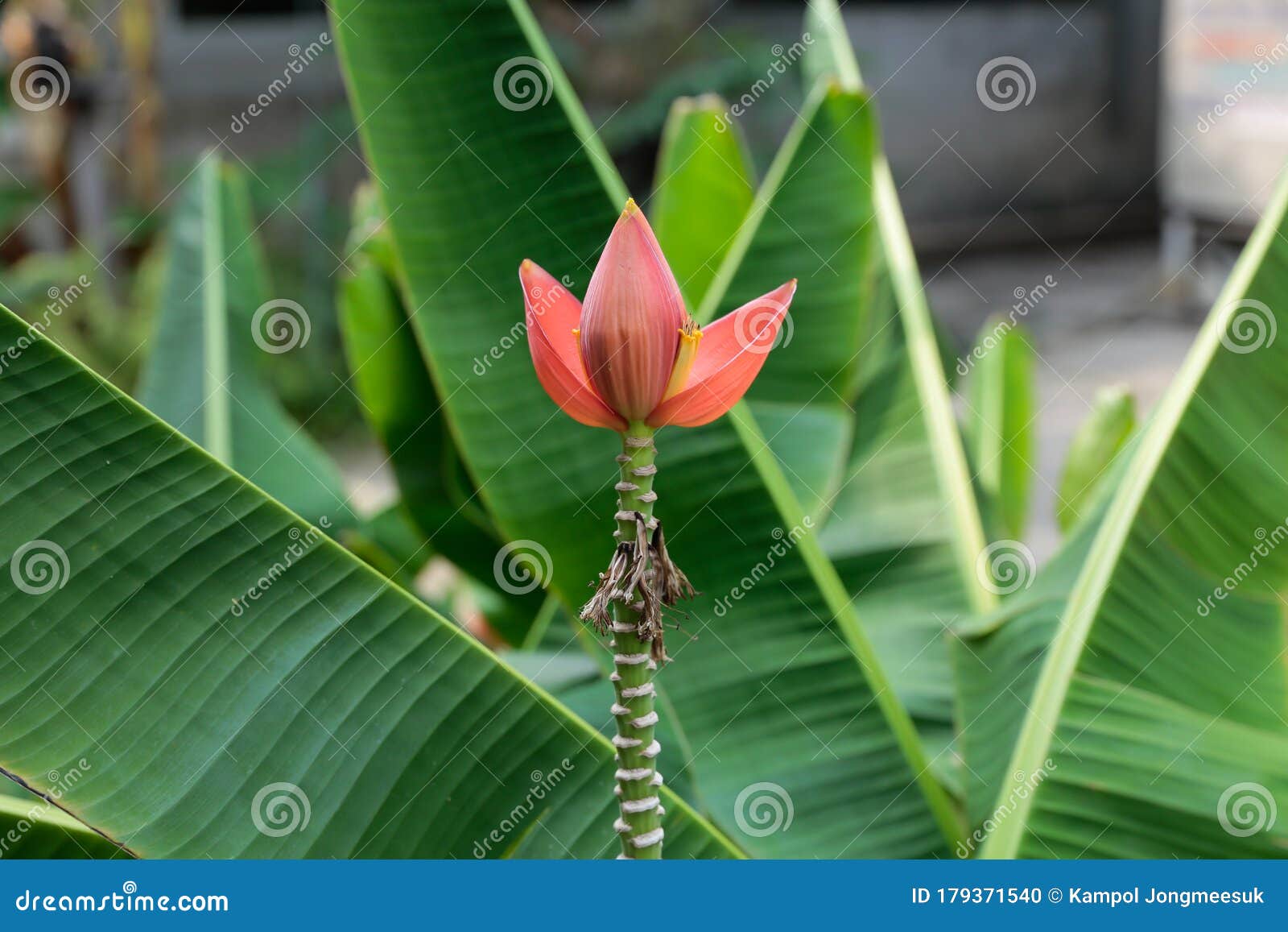 Broto De Banana No Jardim Pólen Da Flor Da Banana Com Fundo Verde De Folha  De Bananeira Foto de Stock - Imagem de planta, bonito: 179371540