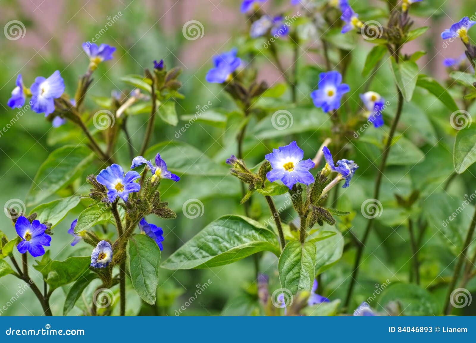 Browallia Grandiflor a Blue Wildflower Stock Image Image of