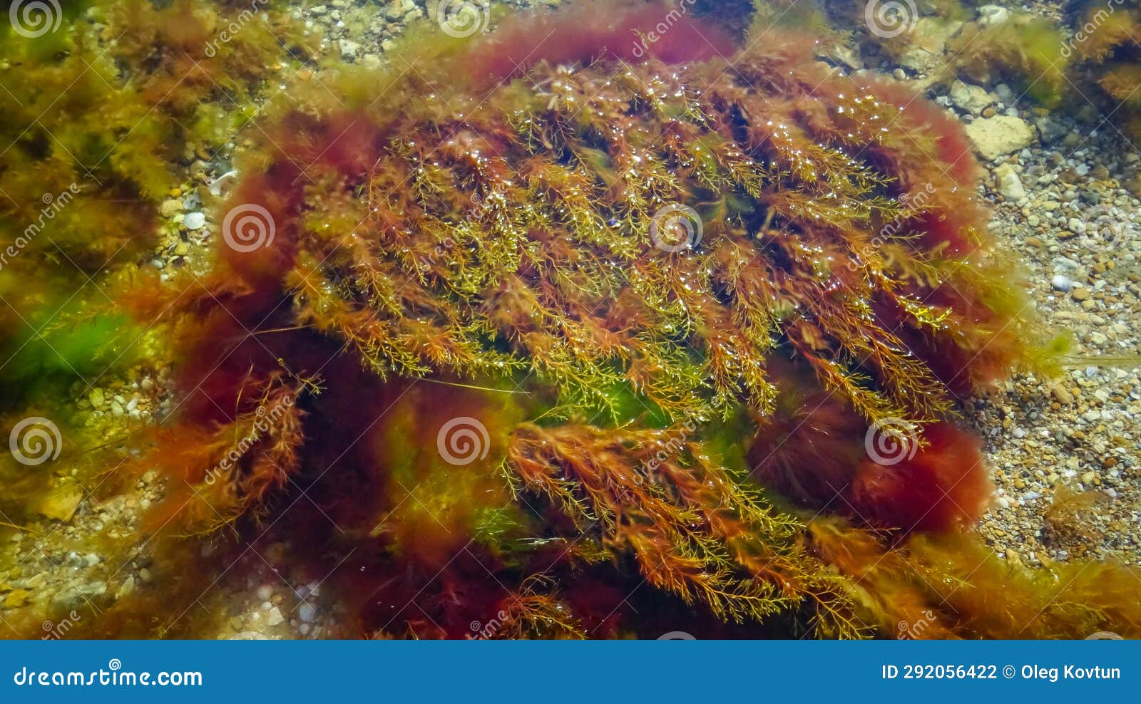 brown algae macrophytes cystoseira barbata and other green and red algae at the bottom of the tiligul estuary