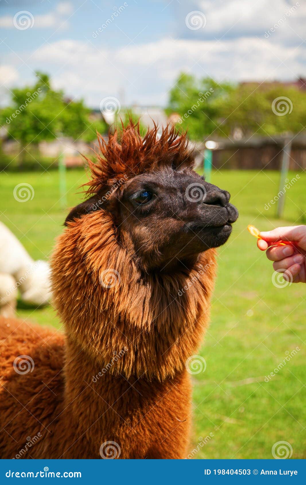 Brown alpaca eating carrot stock image. Image of head 198404503