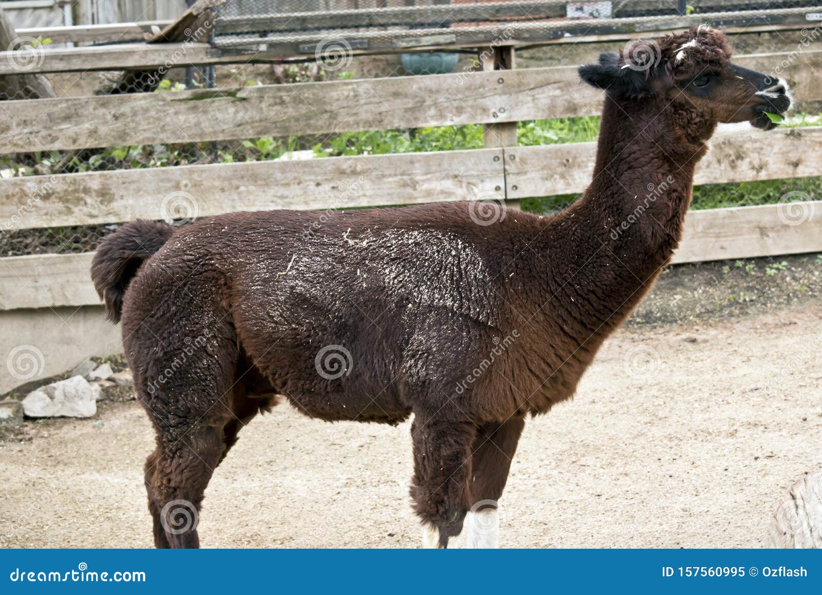 This is a Side View of an Alpaca Stock Image Image of nature, alpaca