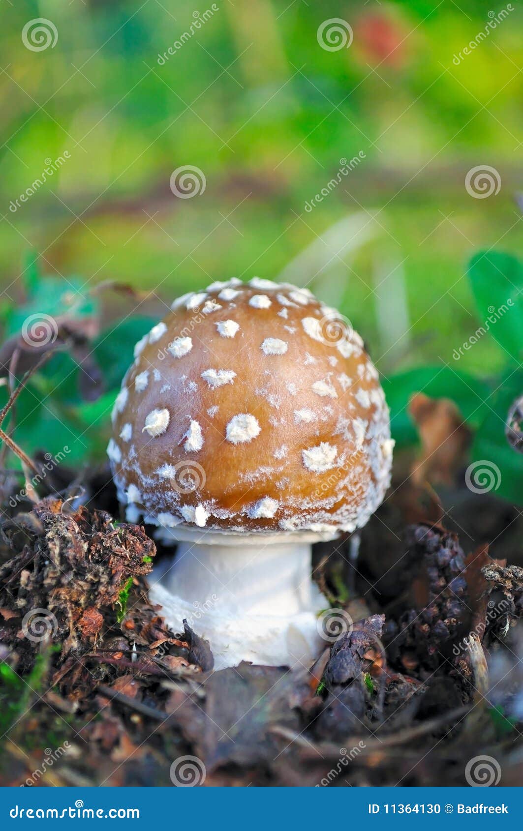 Brown amanita stock photo. Image of macro, edible, delicious 11364130