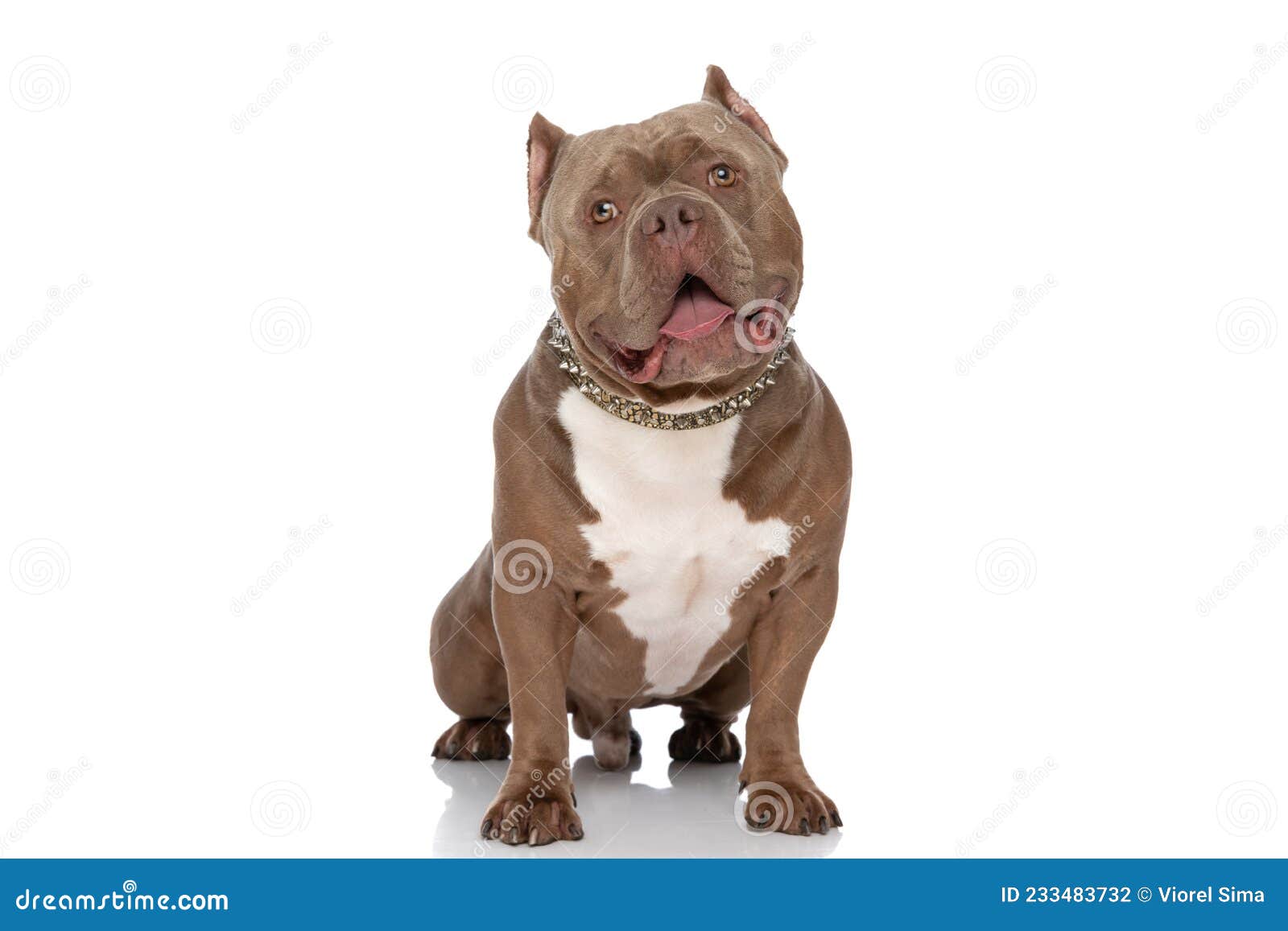 brown american bully dog looking up and panting