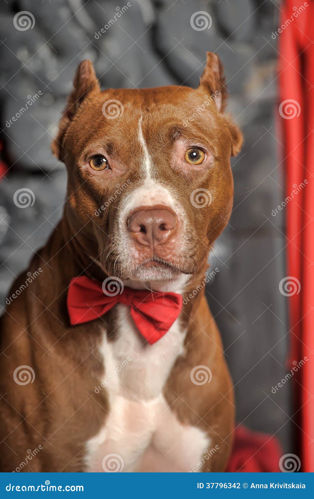 pitbull bow tie