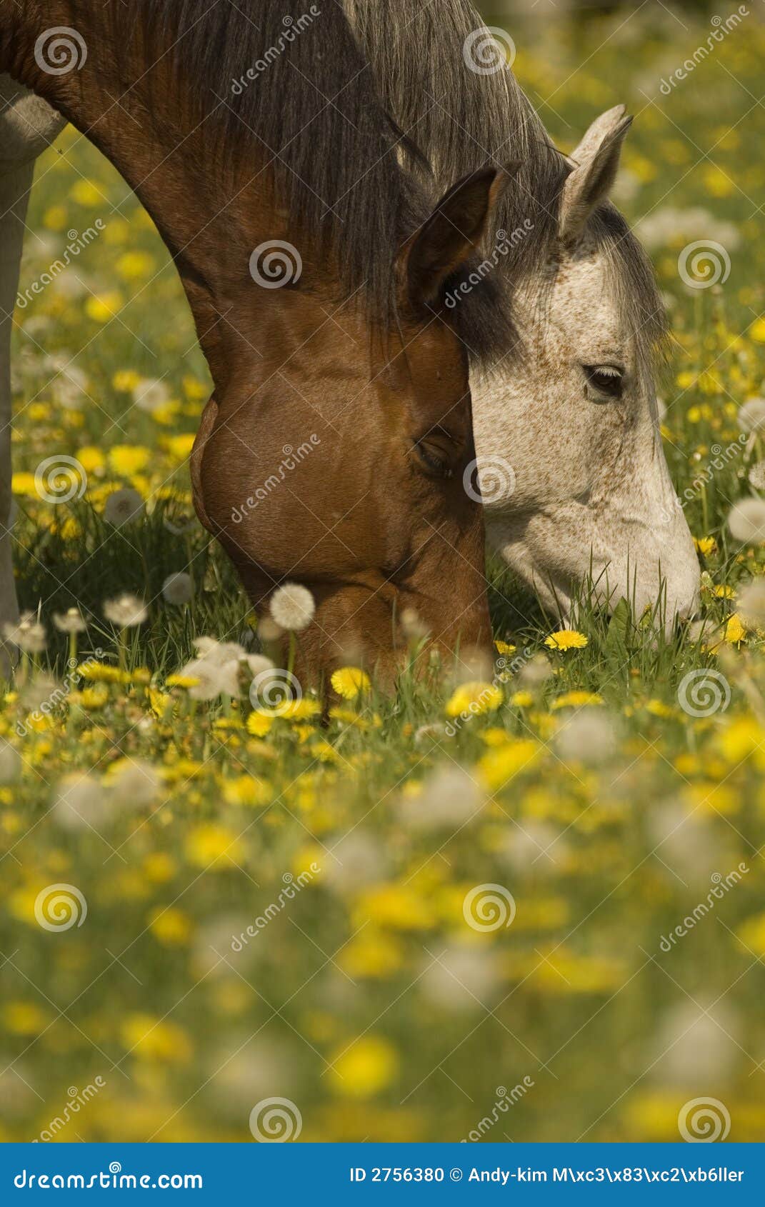 Brown &amp; cavalo branco que pastam. Dois cavalos que alimentam no prado nublado dente-de-leão.