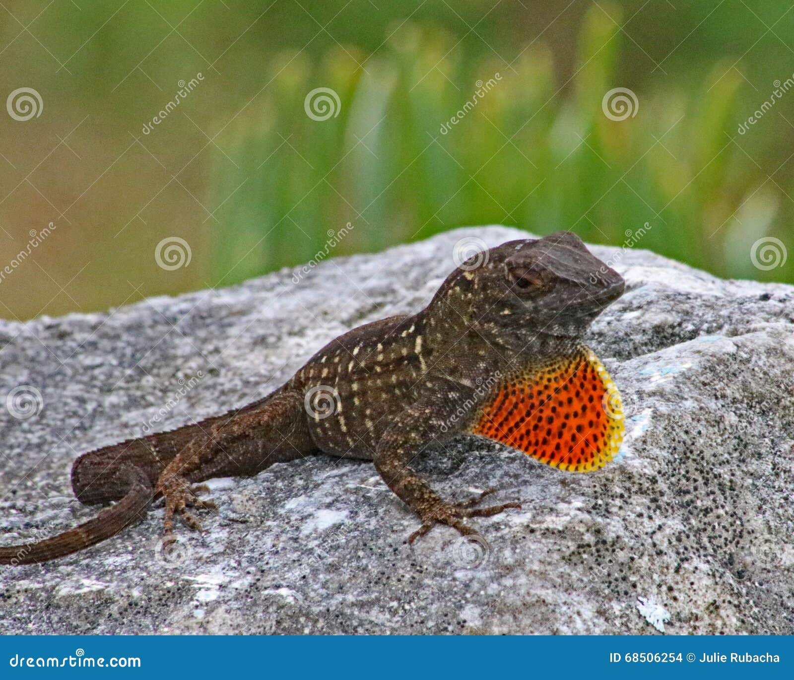 Collection 95+ Images why do lizards puff out their throat Completed
