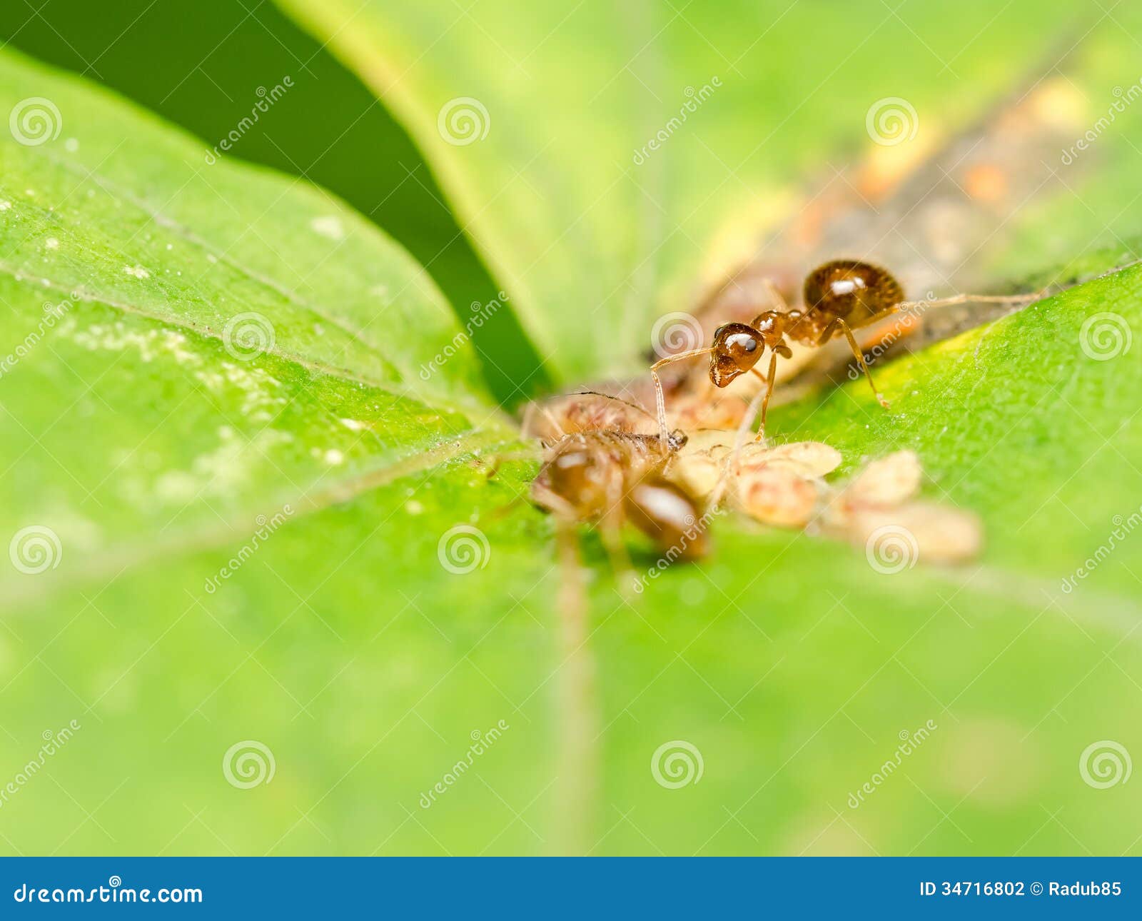 Brown Ants Feeding on Honeydew Stock Photo Image of closeup, nature