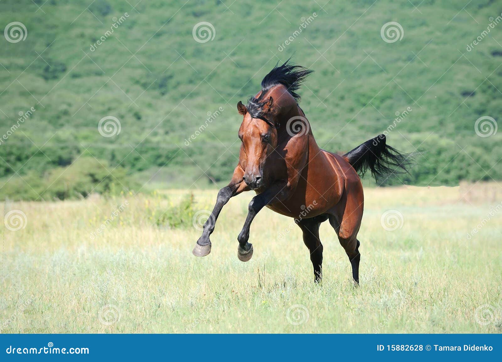 brown arabian horse playing on pasture