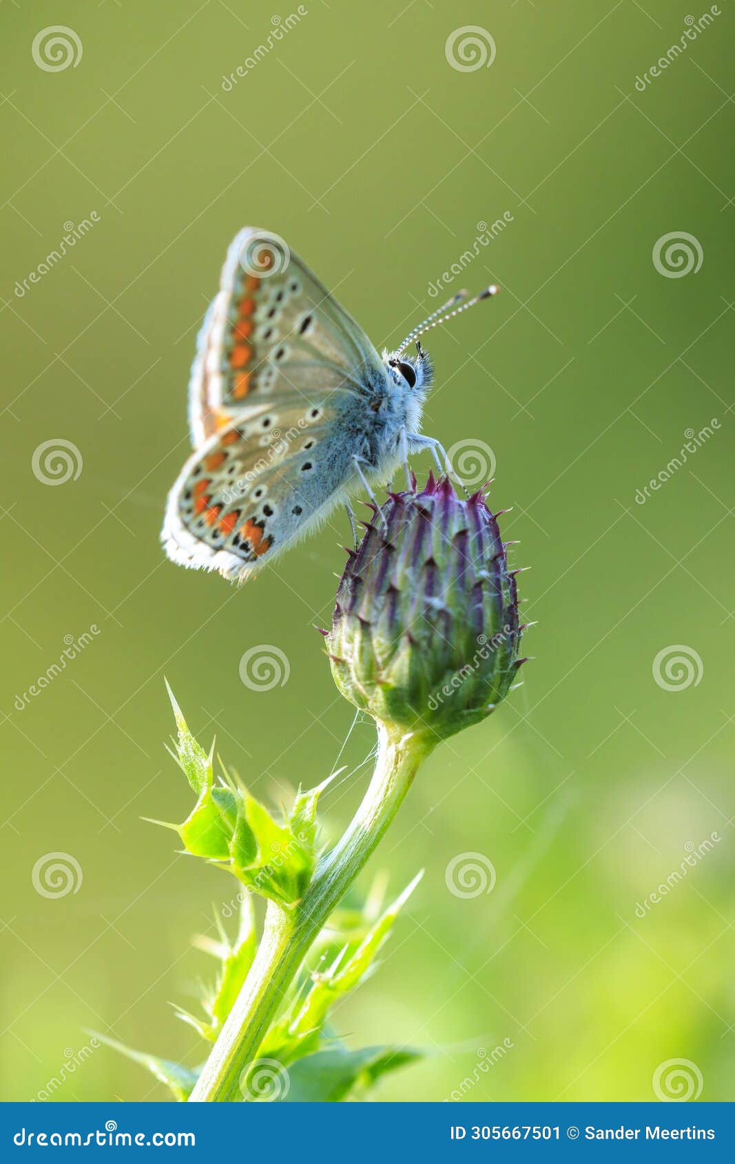 brown argus butterfly, aricia agestis, top view, open wings
