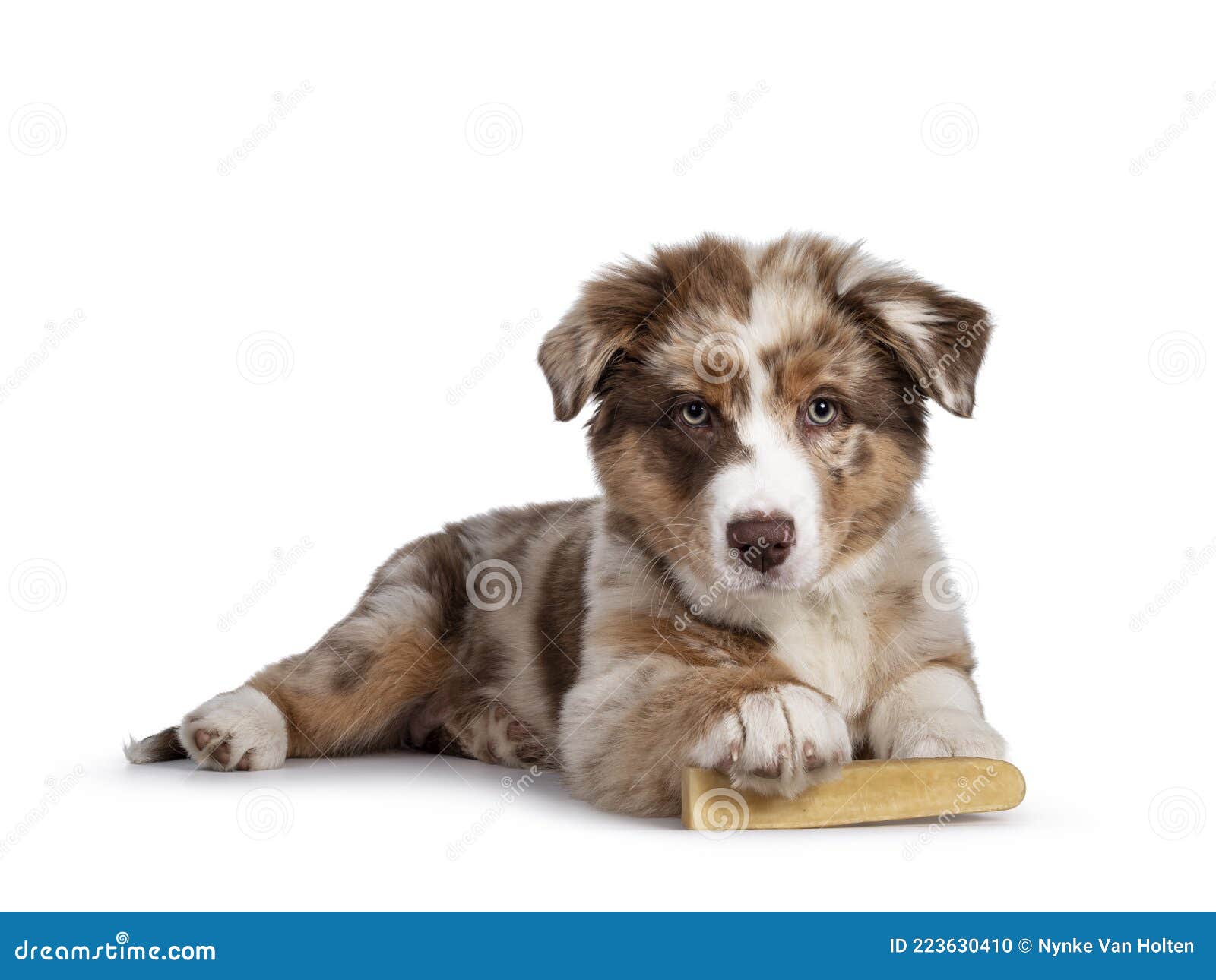 Imagination Pointer Finde sig i Brown Australian Shepherd Dog Pup on White Background Stock Photo - Image  of pedigreed, friendly: 223630410