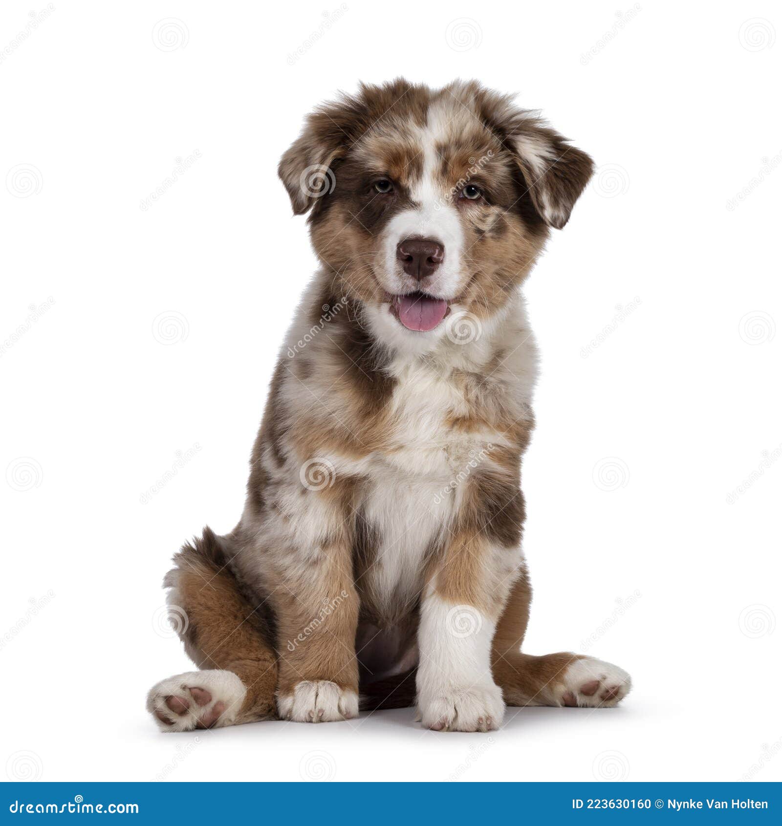 Brown Australian Shepherd Dog Pup On White Background Stock Photo ...