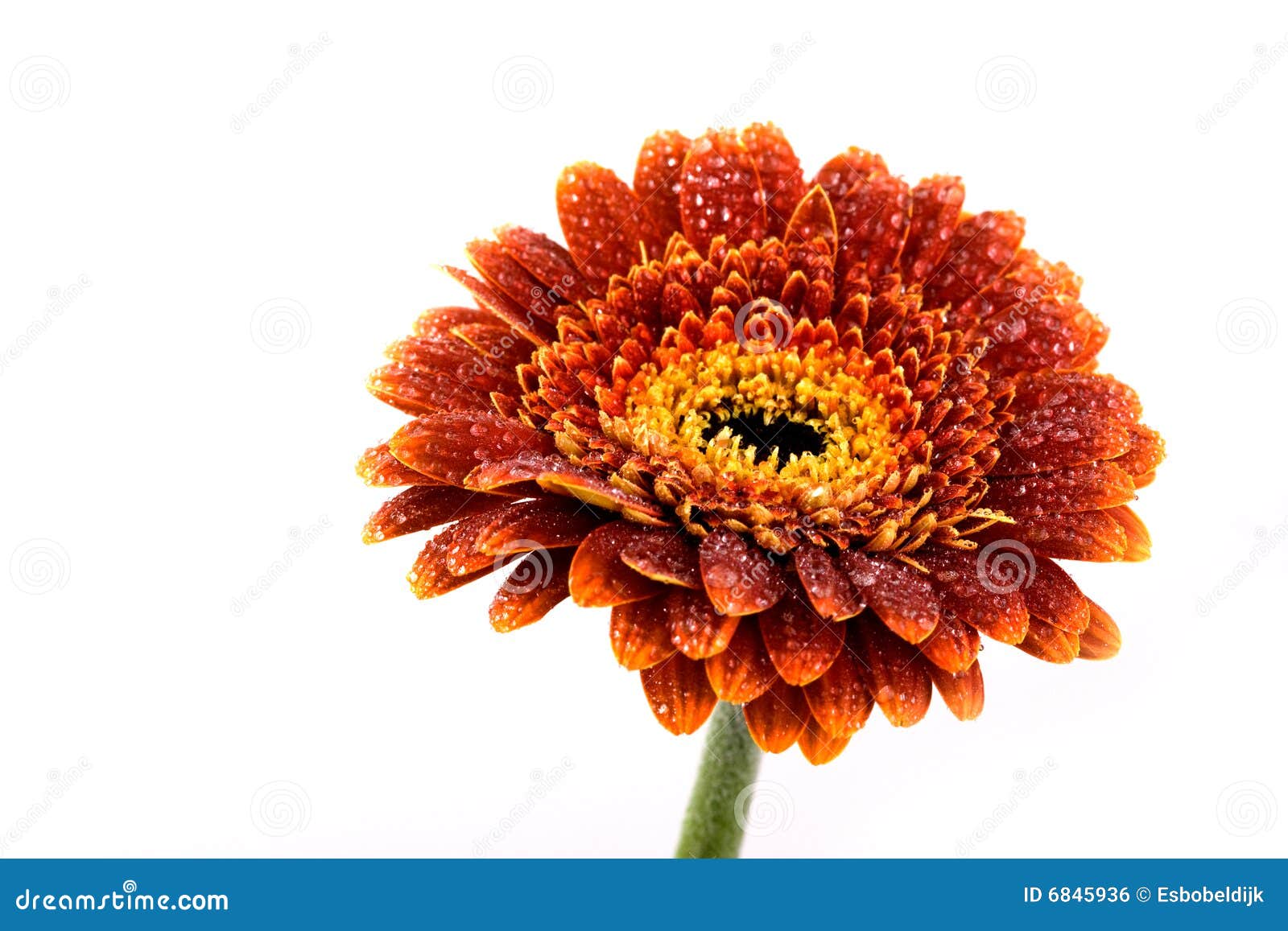 Brown Autumn Gerbera Flower Stock Photo Image of seasonal, flower