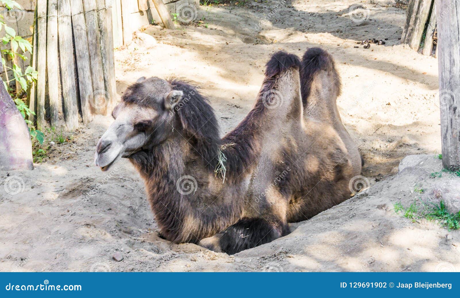 Brown Bactrian Camel with Two Hunches Sitting Down and Resting in the ...