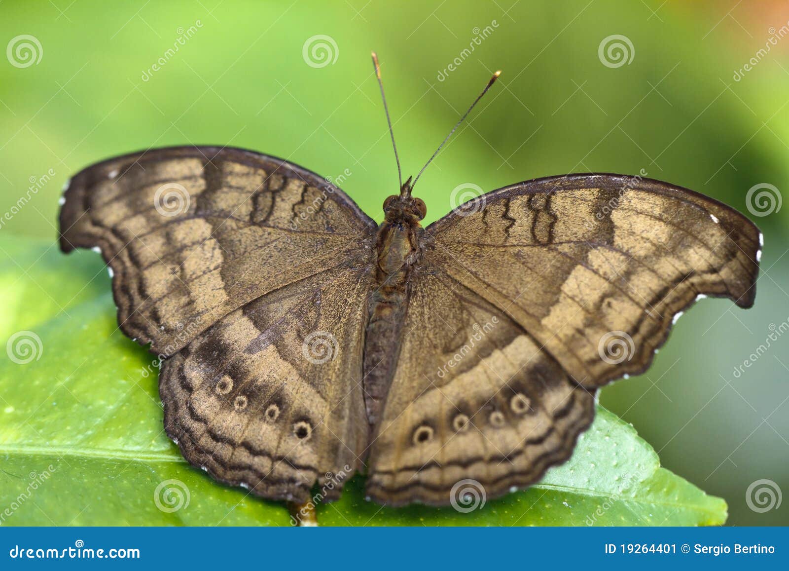 Brown-Basisrecheneinheit auf Blatt. Makro obenliegende Ansicht der braunen Basisrecheneinheit auf grünem Blatt.