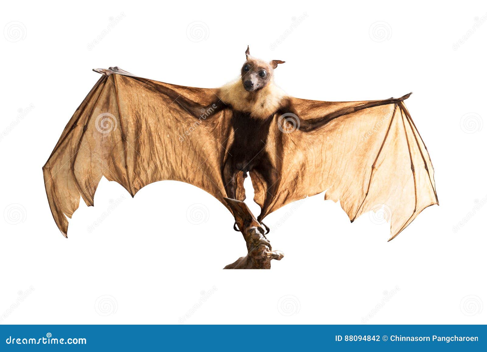 Brown bat flying fox stock photo. Image of megabat, mammal - 88094842