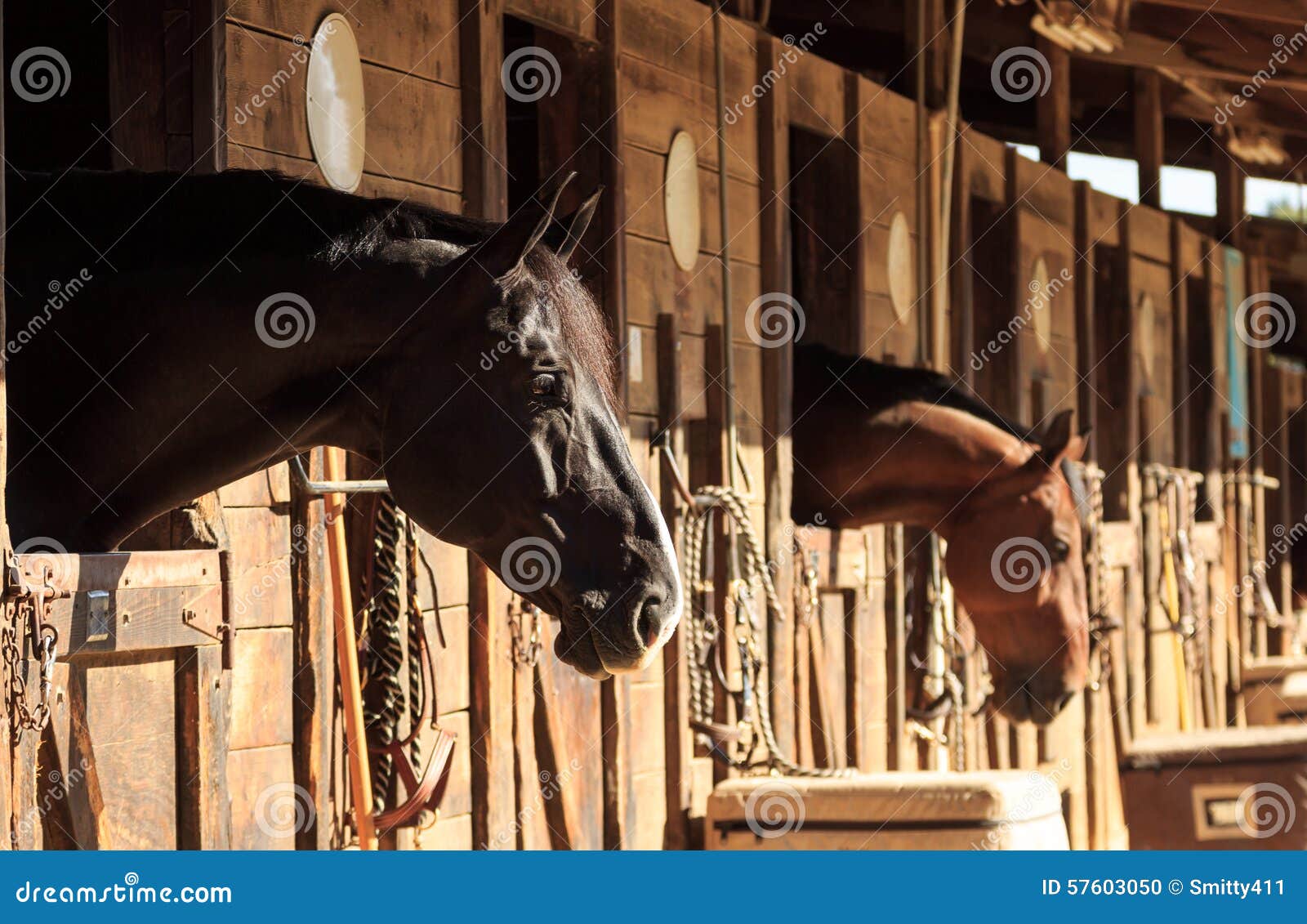 brown bay horse view out the stable in a barn