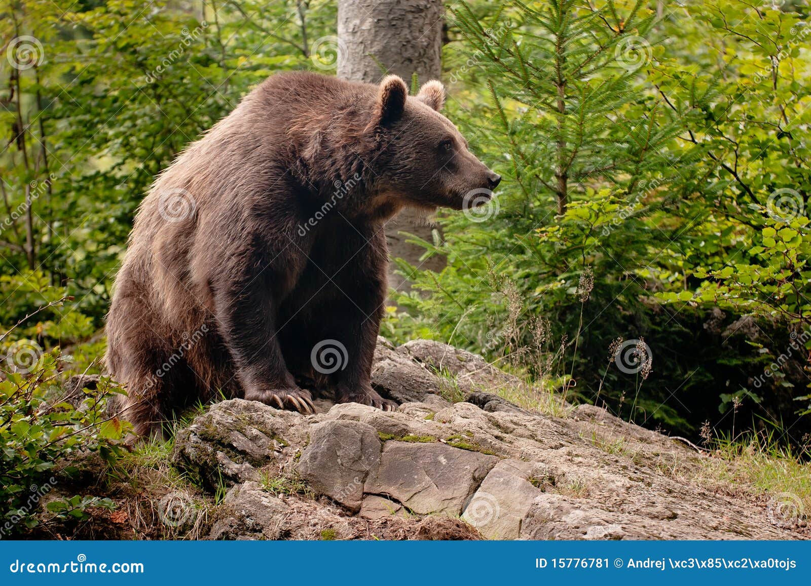 brown bear