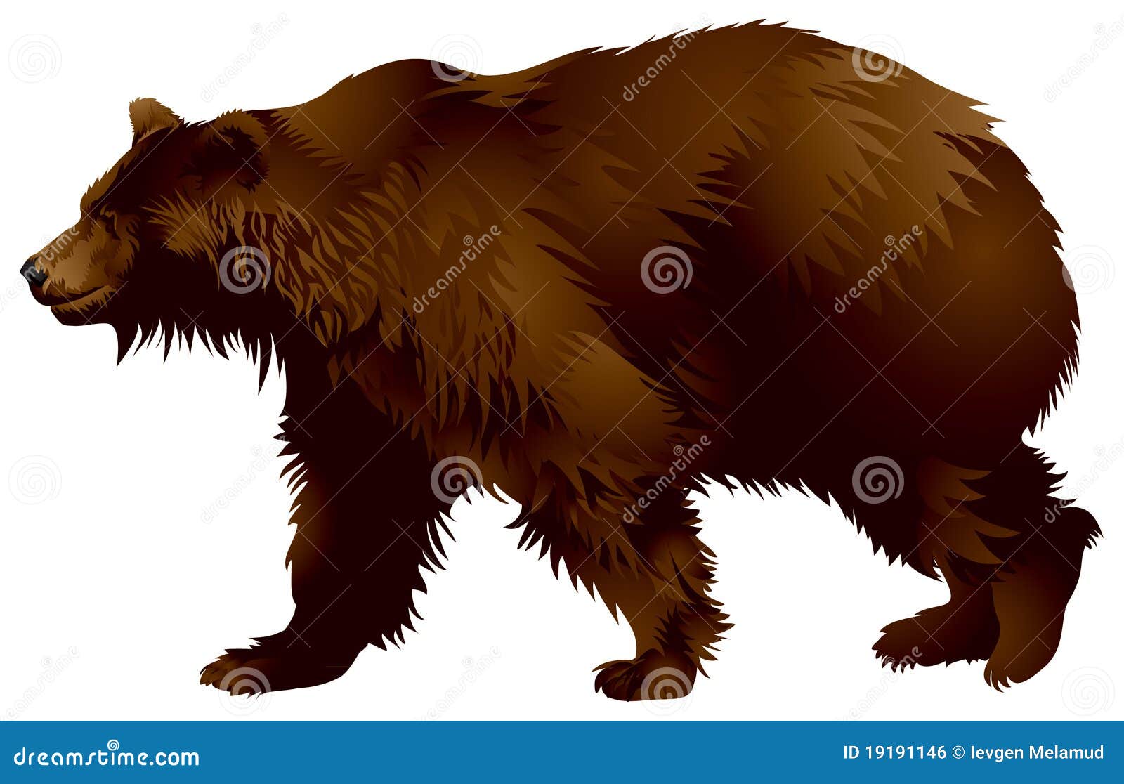 Brown bear stock vector. Illustration of northern, north - 19191146