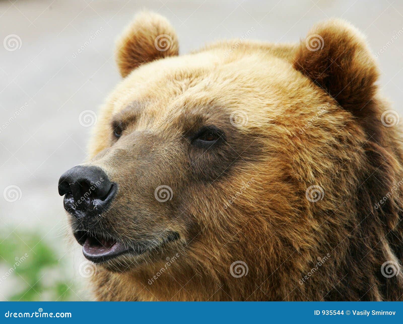 Brown bear - The Russian bear, symbol of Siberia