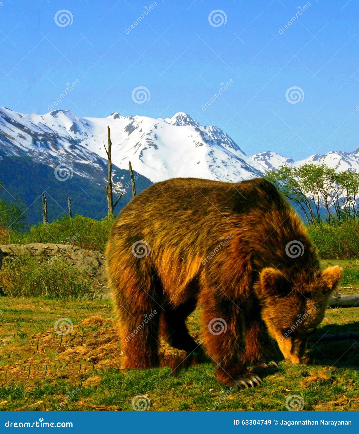 Brown Bears - Alaska Wildlife Conservation Center