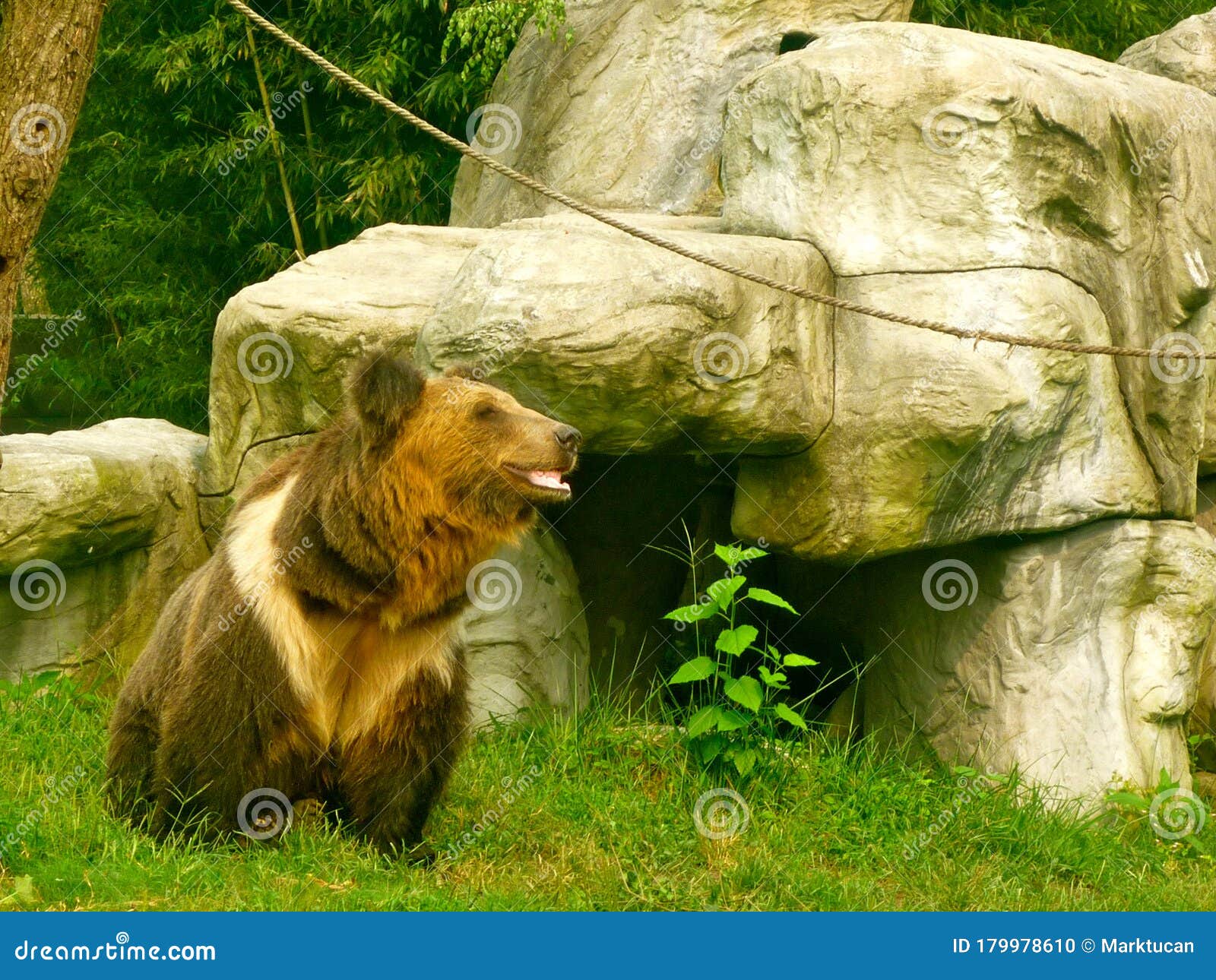 brown bear in the animals asia rescue centre near chengdu, china