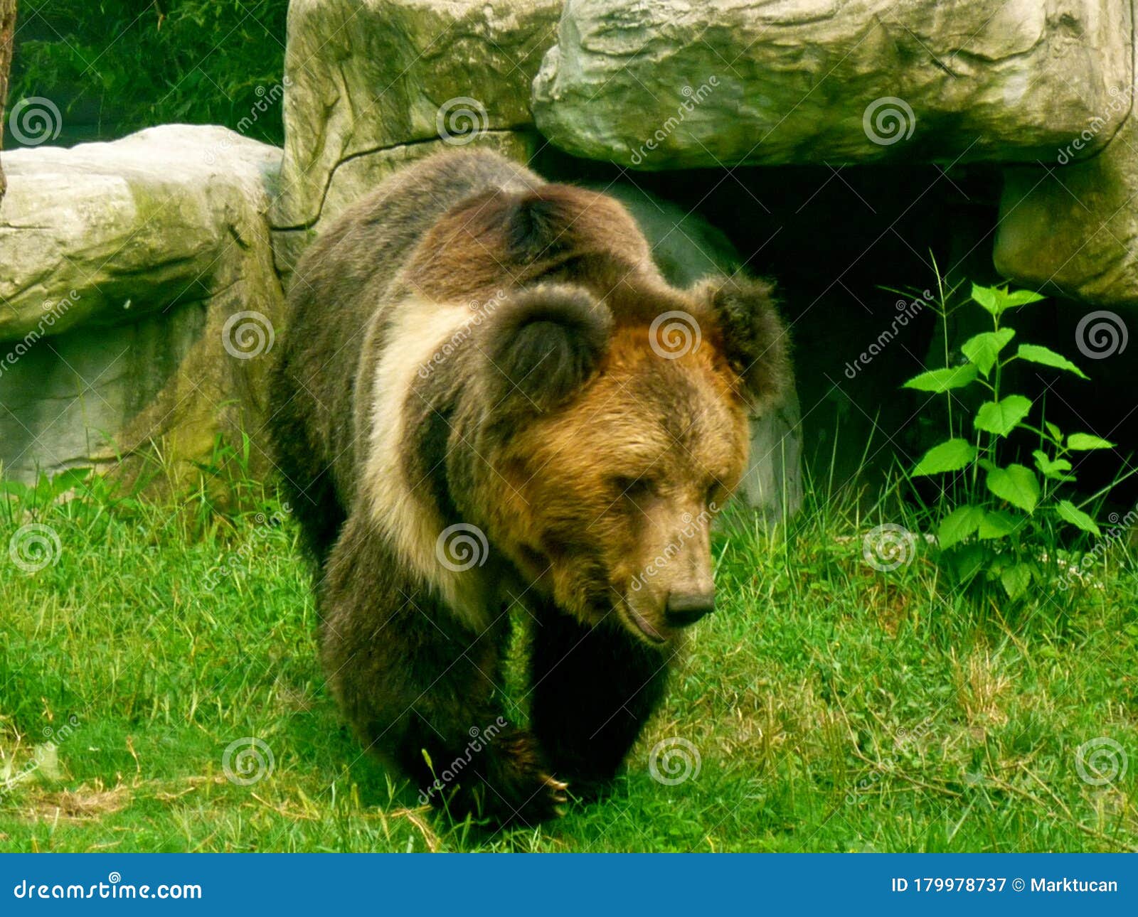 brown bear in the animals asia rescue centre near chengdu, china