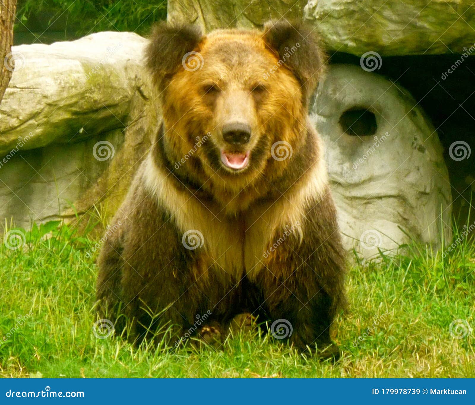 brown bear in the animals asia rescue centre near chengdu, china