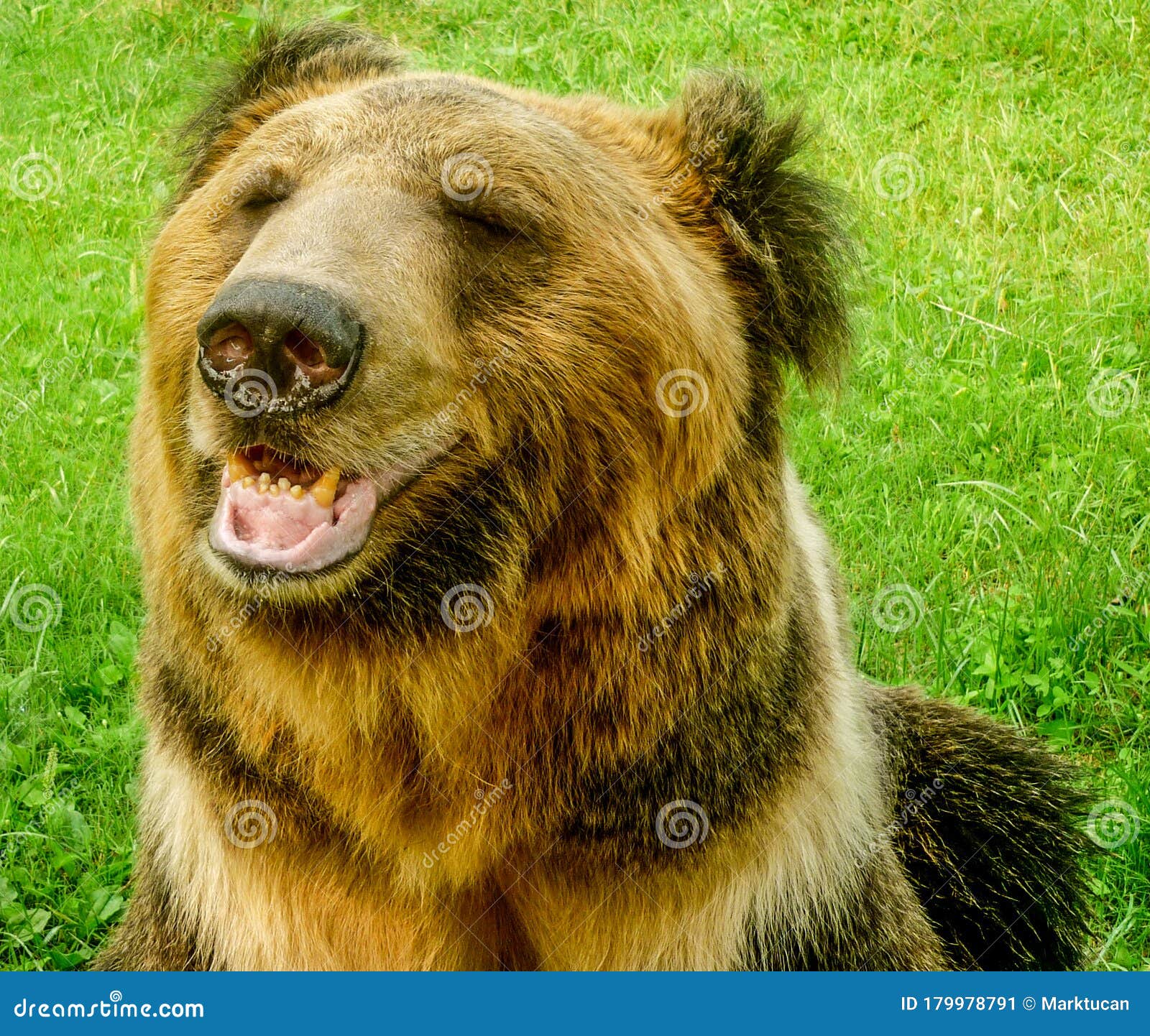 brown bear in the animals asia rescue centre near chengdu, china