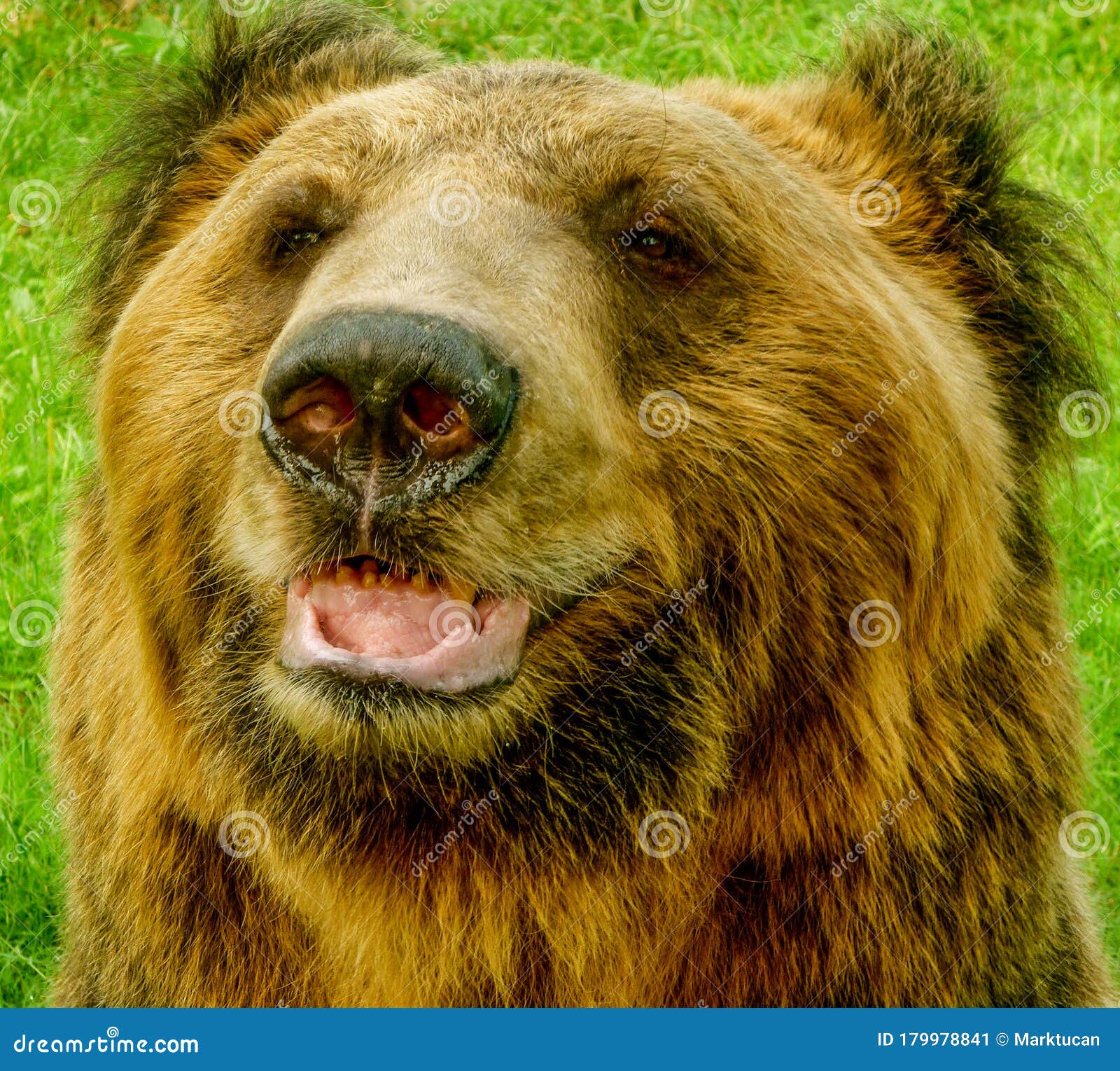 brown bear in the animals asia rescue centre near chengdu, china