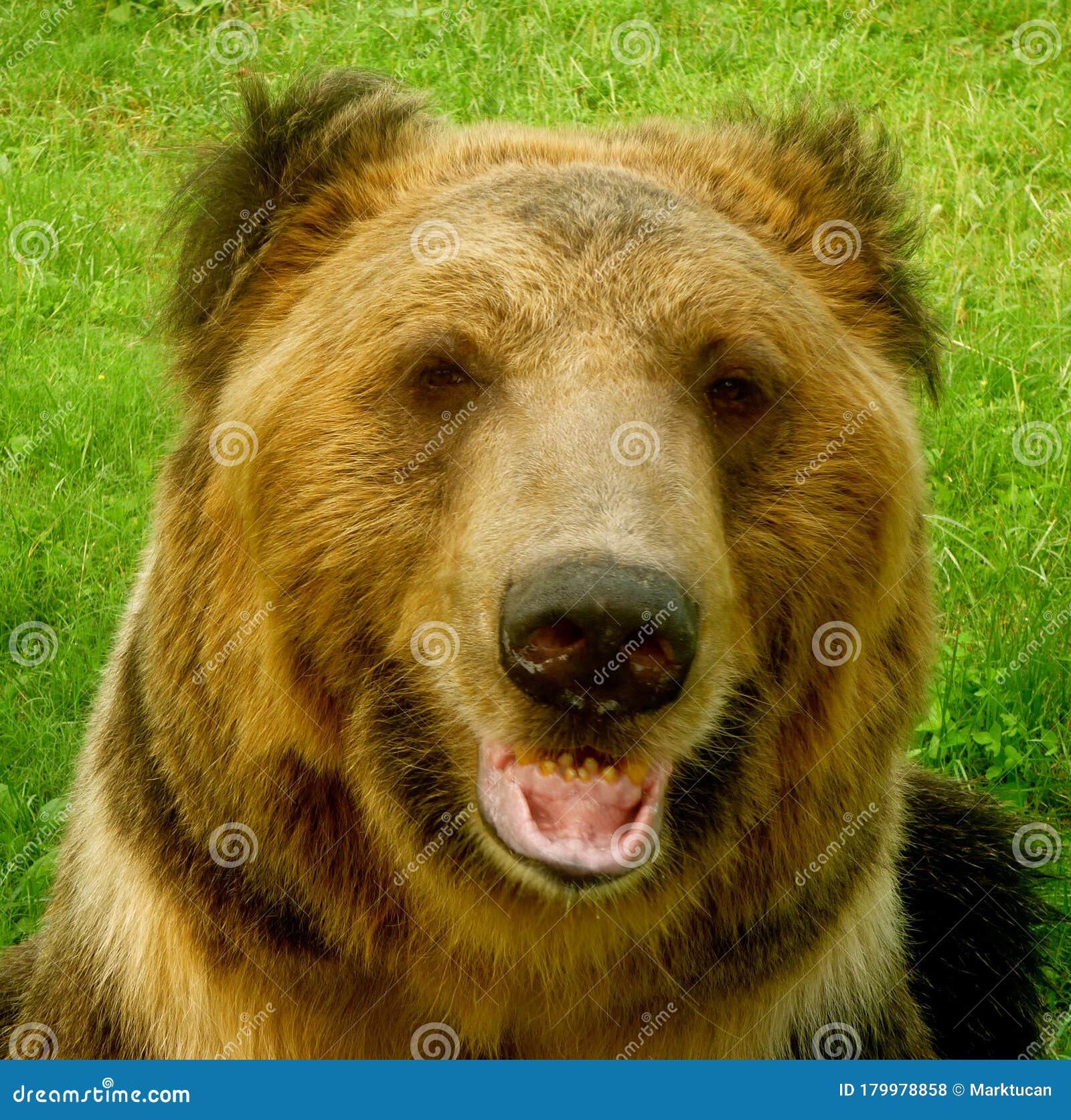 brown bear in the animals asia rescue centre near chengdu, china