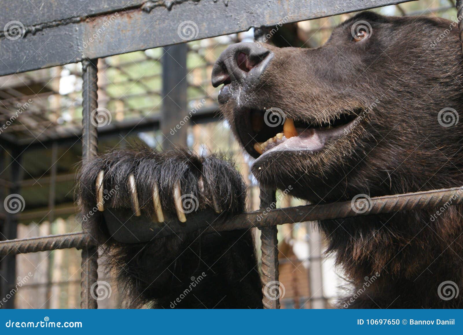 brown bear in cage