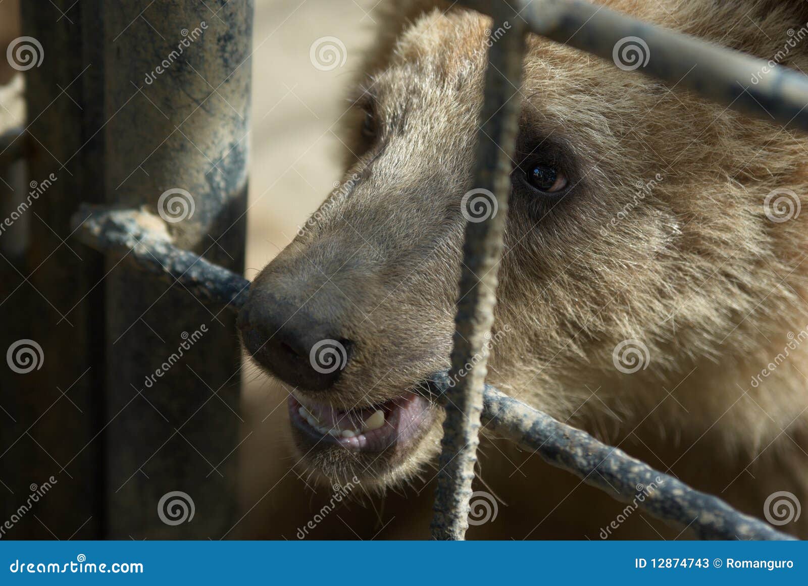 brown bear in captivity