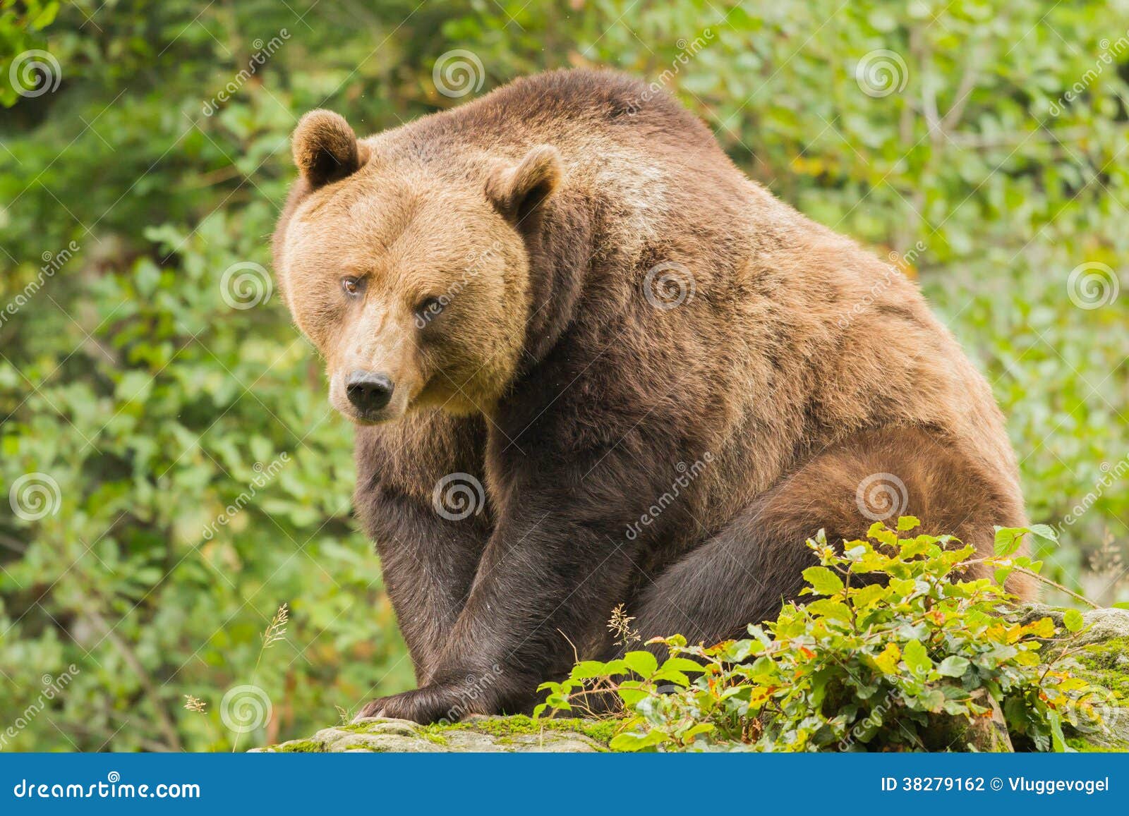 Brown bear close-up stock photo. Image of hunting, dangerous - 38279162
