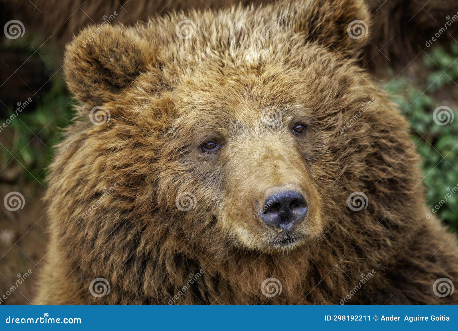 brown bear