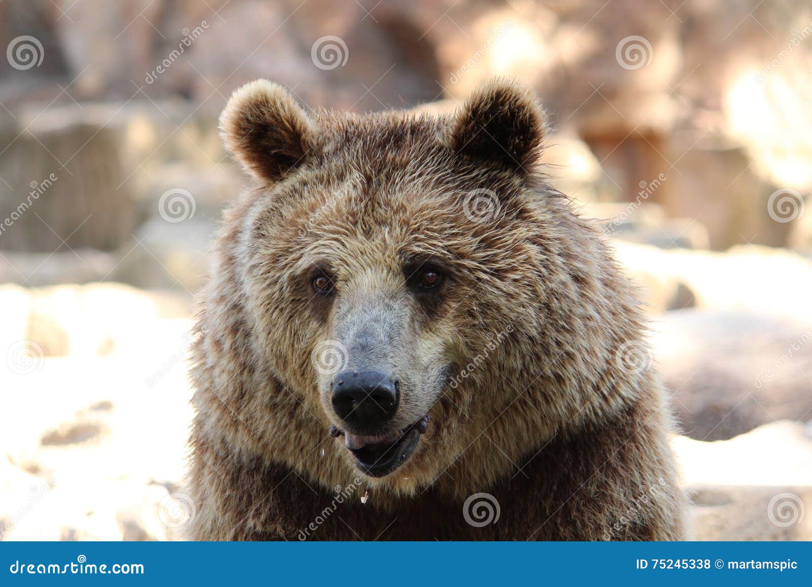 brown bear