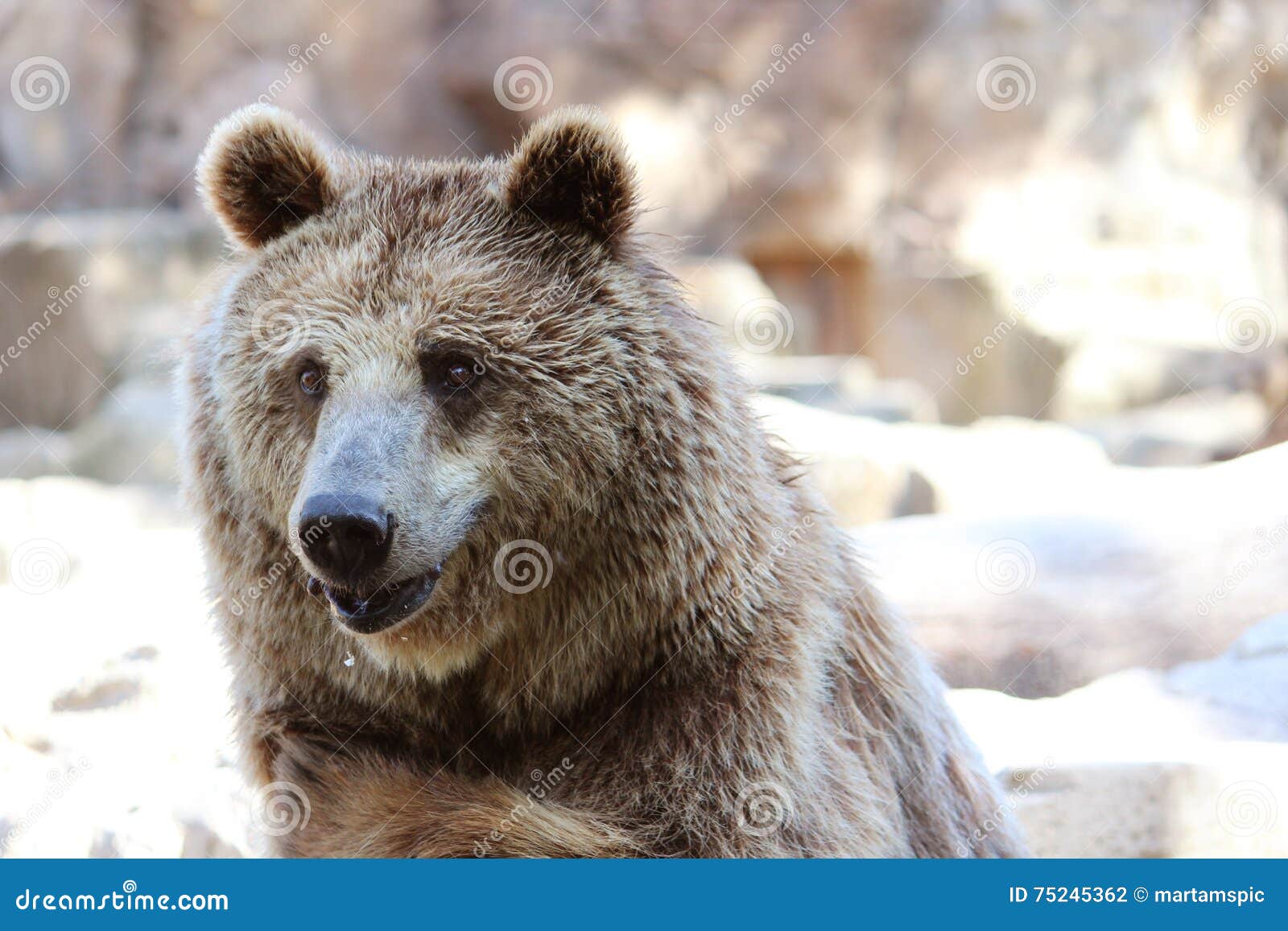 brown bear