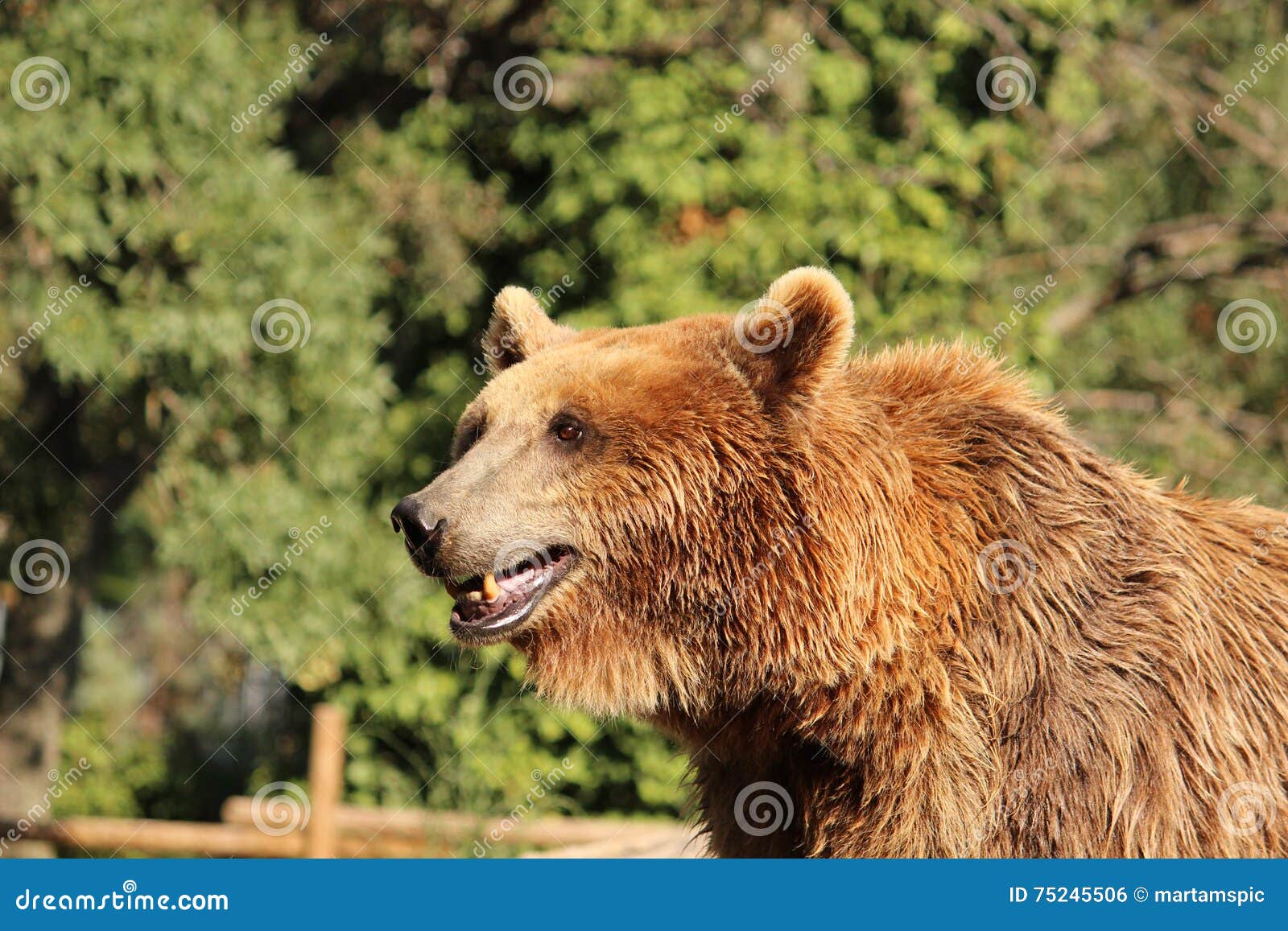 brown bear