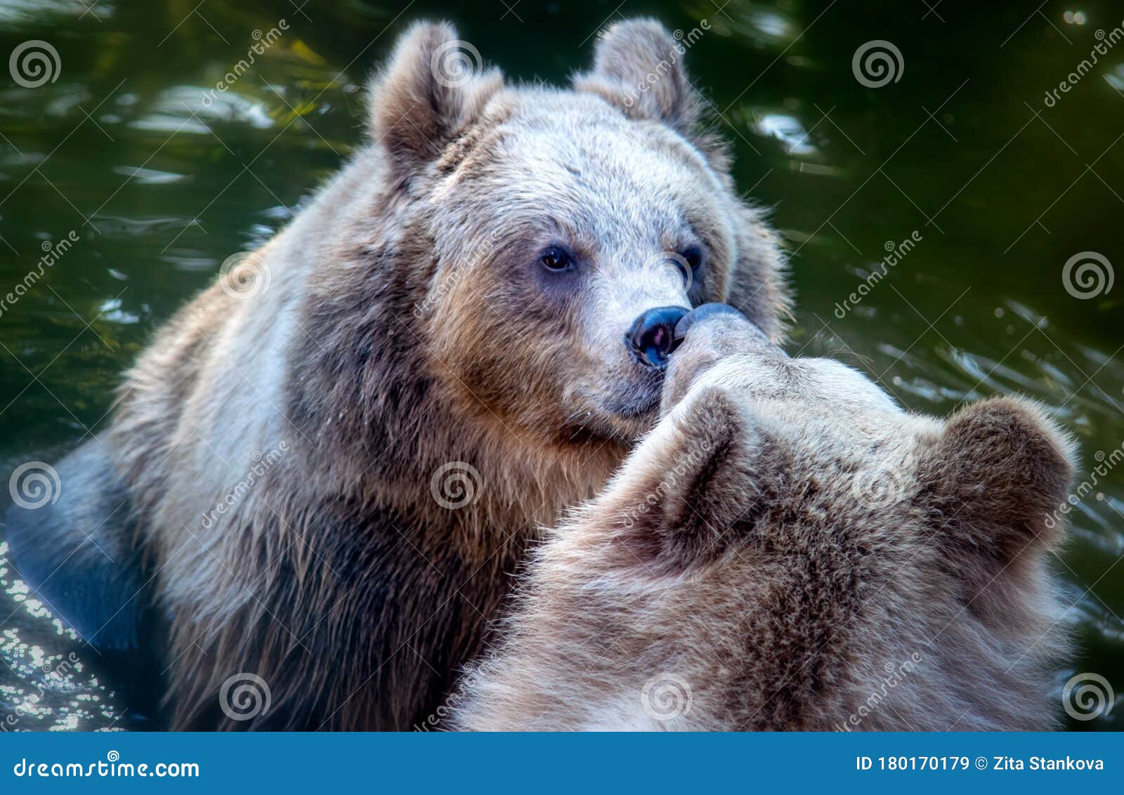 Brown Bear Couple Being Affectionate To Each Other Stock Image Image