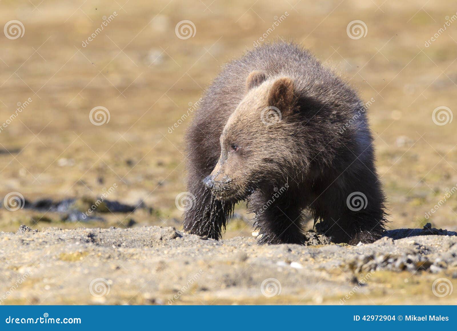 Brown bear cub looking for clams. Brown bear cub clamming in springtime