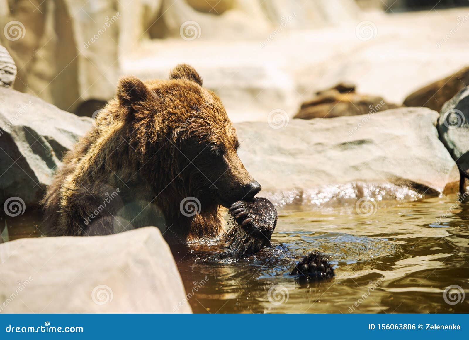 Brown Bear Cub Playing and Rolling in the Water Stock Photo Image of