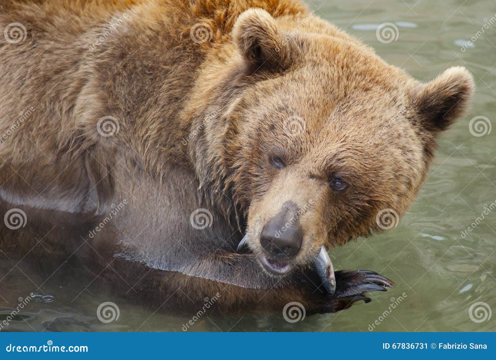 Brown bear at dinner time. Bear eat a little fish in a