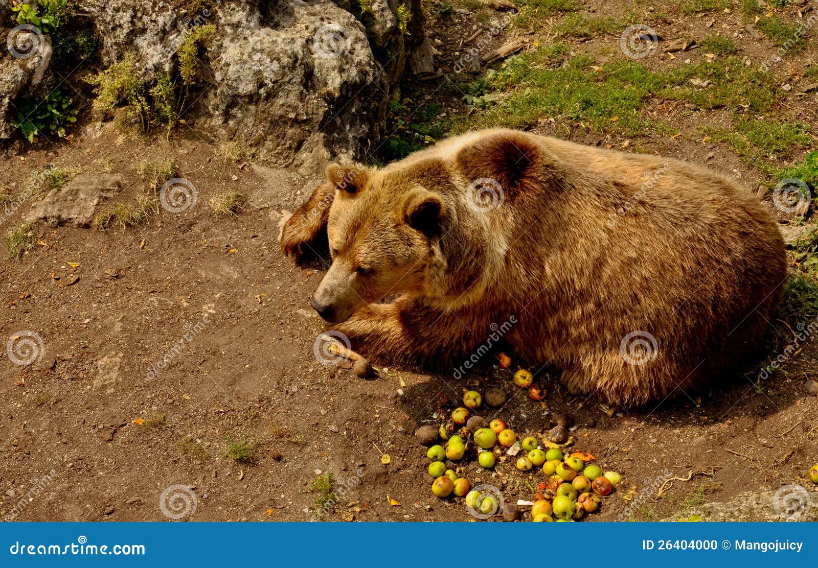 16,758 Omnivore Stock Photos - Free & Royalty-Free Stock Photos from  Dreamstime