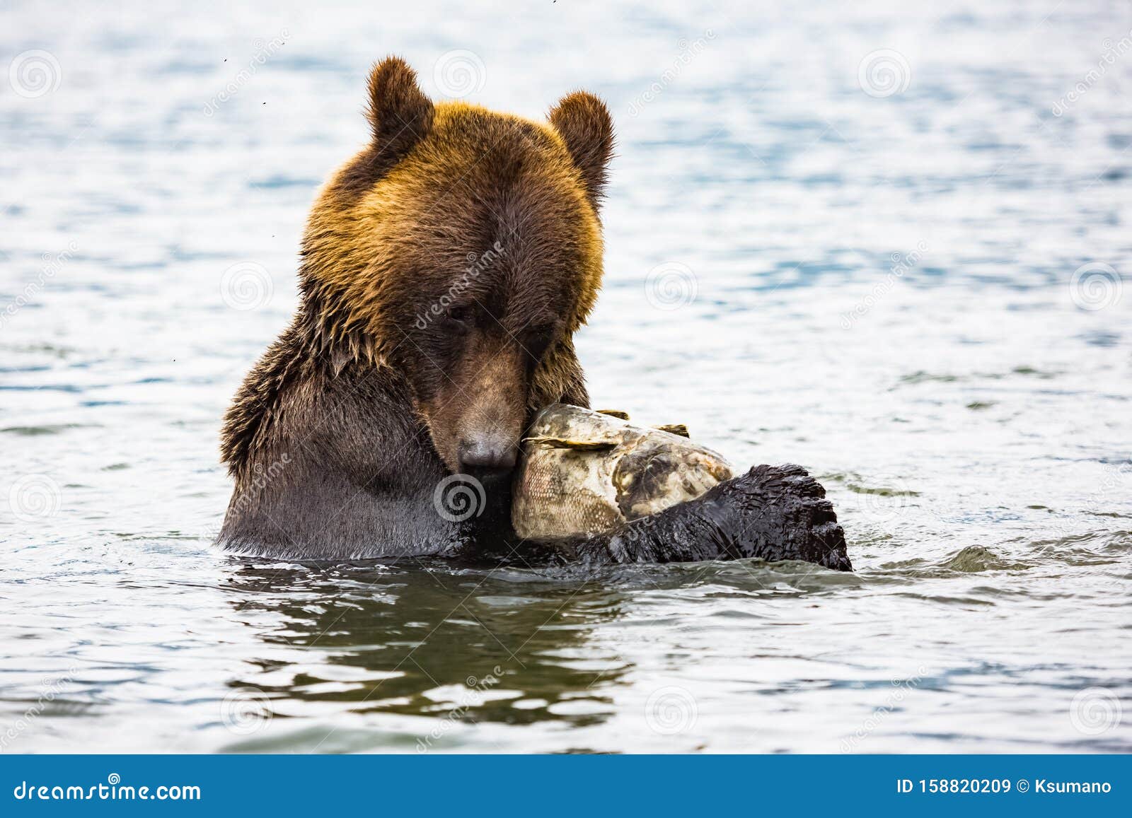 Brown bear stock image. Image of grizzly, strong, mammal - 158820209