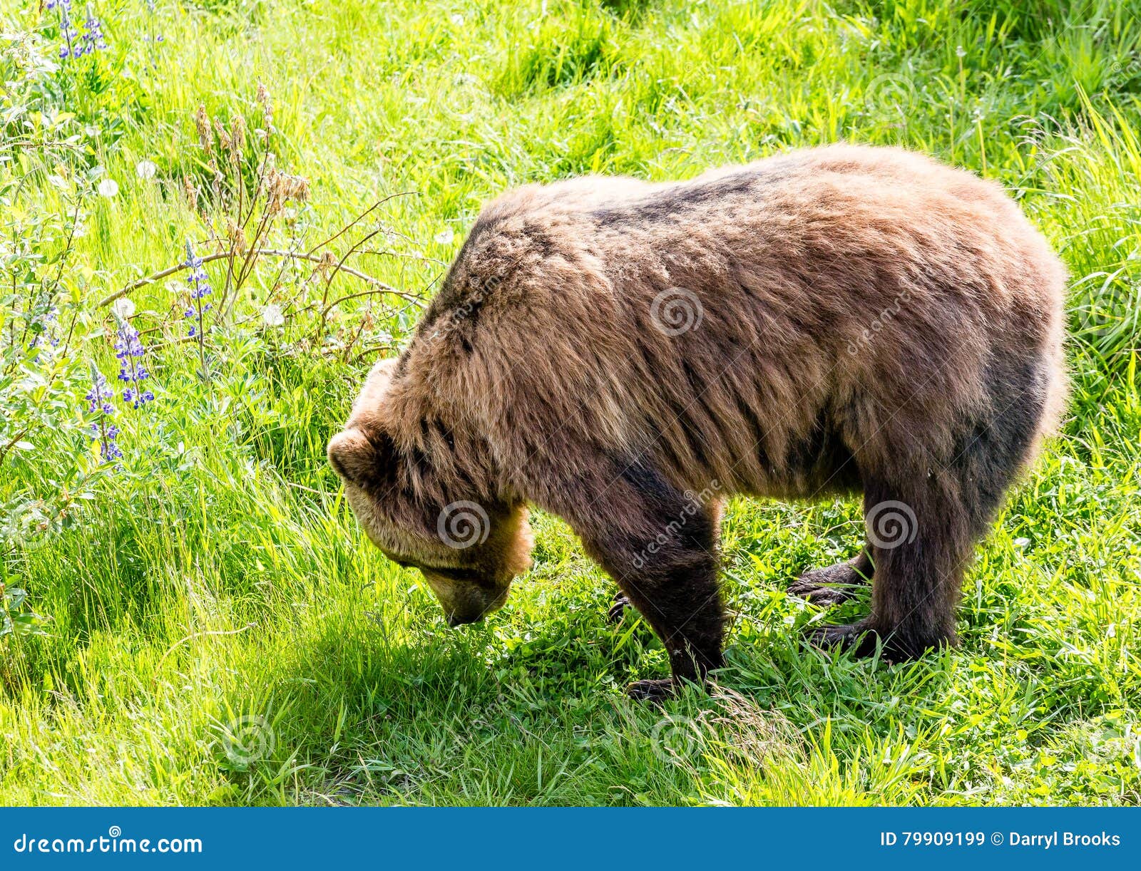 Brown Bear Eating Grass stock image. Image of grizzly 79909199