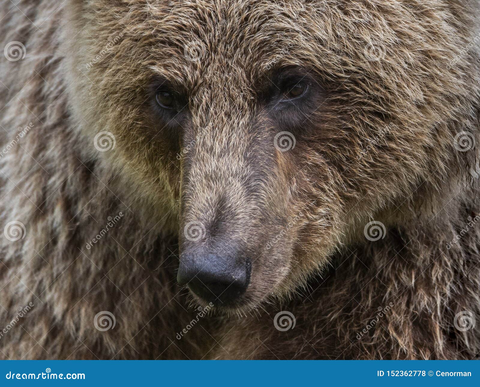 Brown bear in finland stock photo. Image of finland - 152362778