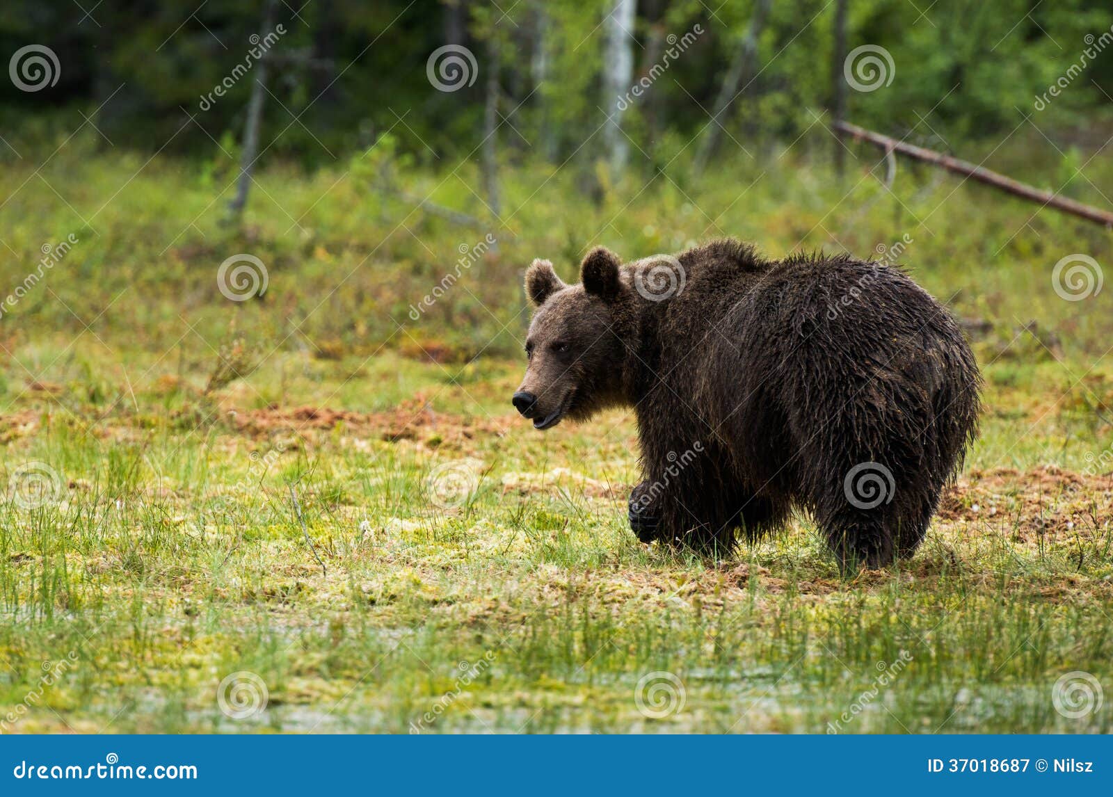 Brown bear in finland stock image. Image of wildlife - 37018687