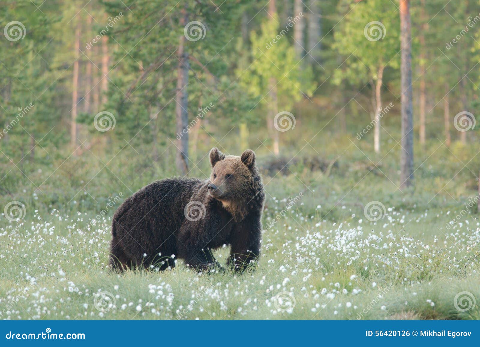 brown bear going and watching