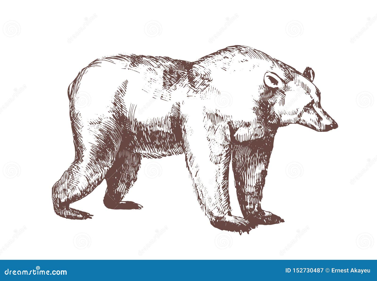 Brown Bear Hand Drawn with Contour Lines on White Background. Detailed  Realistic Drawing of Carnivorous Wild Animal Stock Vector - Illustration of  gorgeous, predator: 152730487